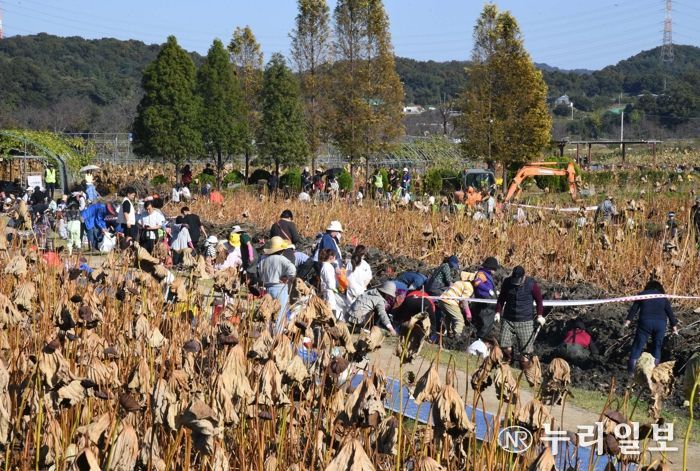 시흥시 진흙 속 보물, 연근 캐러 왔어요! ‘호조벌 연근 캐기 체험’ 만끽
