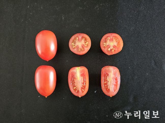 토마토 신품종 엄청나(과모양)