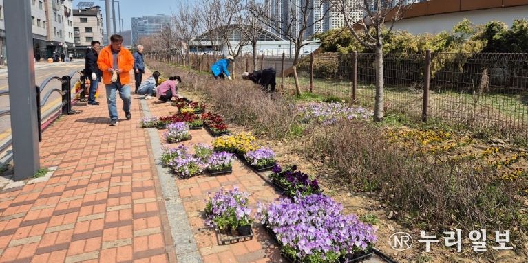 광명시 일직동 양지마을 자치회(회장 김광웅)는 봄을 맞아 지난 3일 빛가온초등학교 인근 화단에 데이지와 팬지 등 5천 포기의 꽃을 심는 시민 참여형 봄맞이 꽃심기 행사를 진행했다.