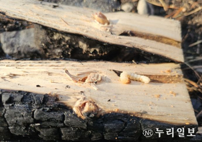 산불 피해목에서 생존해 있는 매개충 유충(안동 임하, 2025년)