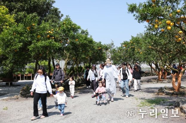 가족과 함께하는 귤꽃계절 소풍