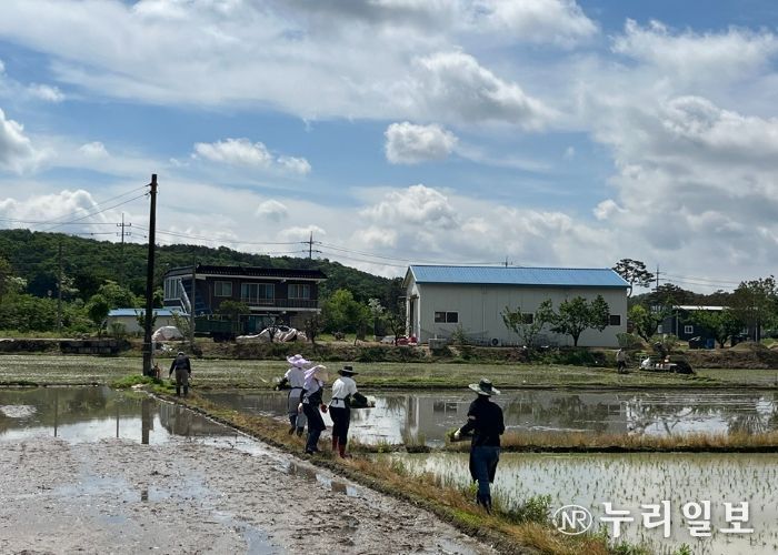 북내면, ‘손모아, 추수까지~’ 모내기 행사