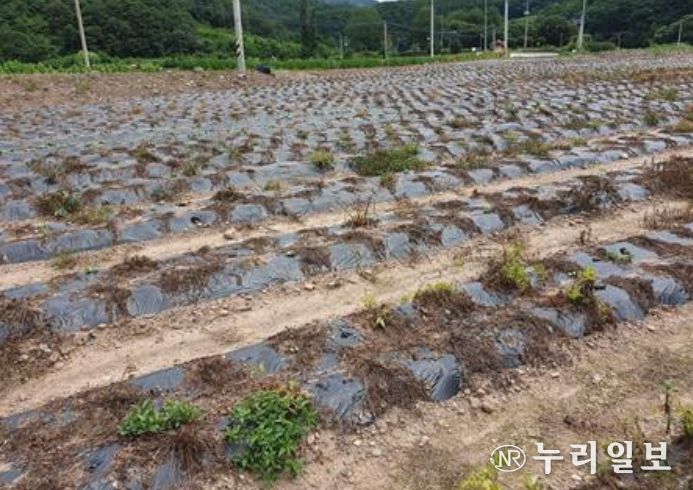 천궁 생육 고온 피해