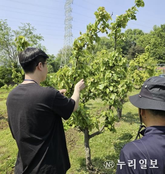 지난 5월 화상병 예찰 현장