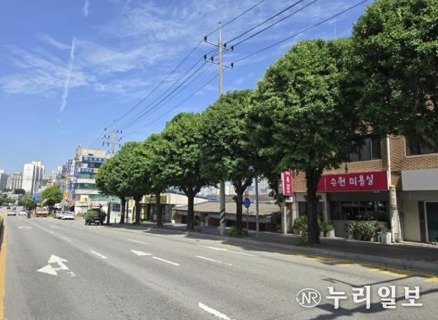 처인구 가로수 정비 모습