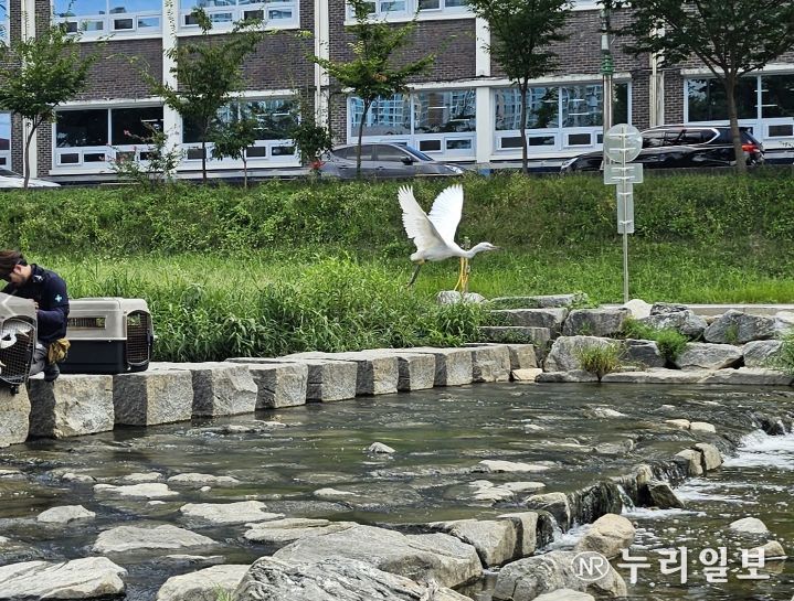 대전시 야생동물구조관리센터 주관으로 도심에서 구조한 백로 35마리를 대전천 인근에 자연 방생했다.