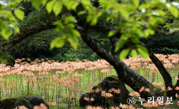 한라생태숲(상사화 개화)