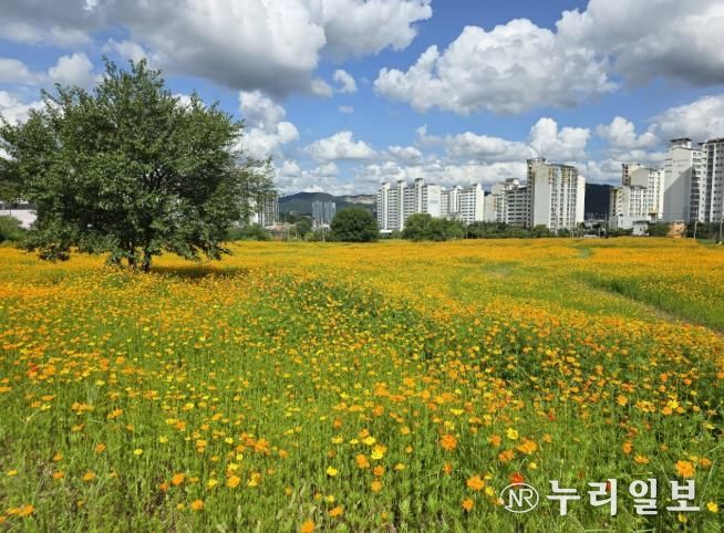 포천시 왕방공원, 황화 코스모스로 도심 속 가을 정취 물씬