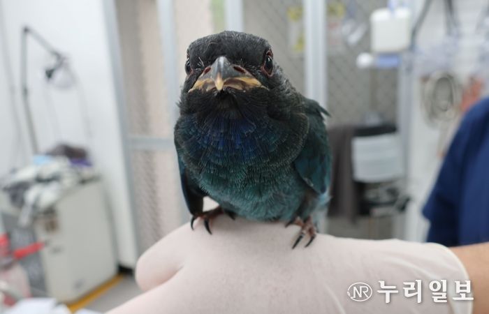 광주광역시, 천연기념물 수달·팔색조 등 556마리 구조