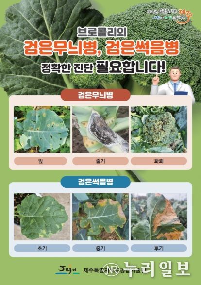 검은무늬병·검은썩음병 진단 리플릿