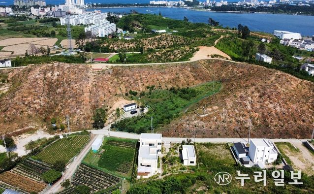 우수조림지 전경(강릉, 2023년 산불피해지)