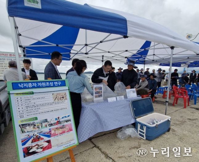 낙지 방류 행사