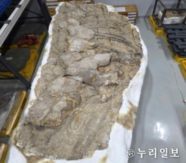 포항 신생대 두호층 고래화석