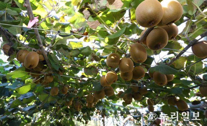 ‘감황’ 재배 모습