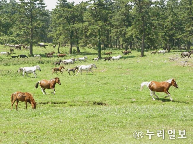 천연기념물 제주마