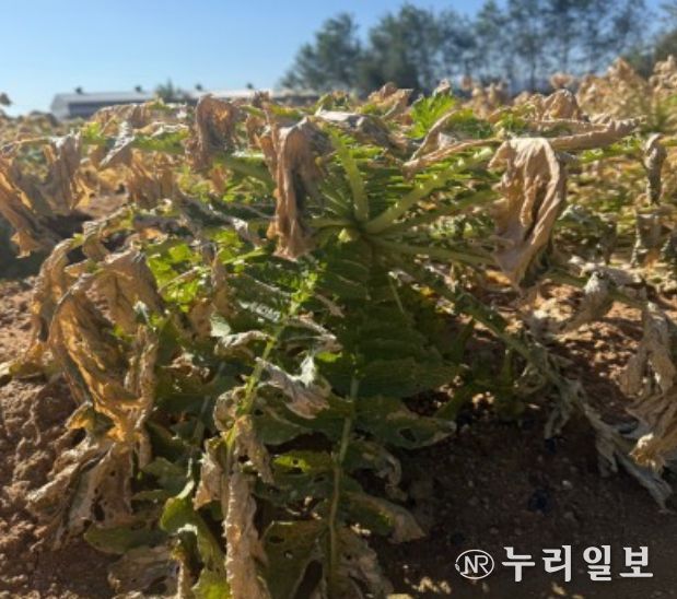 식물(무) 갈변 사진