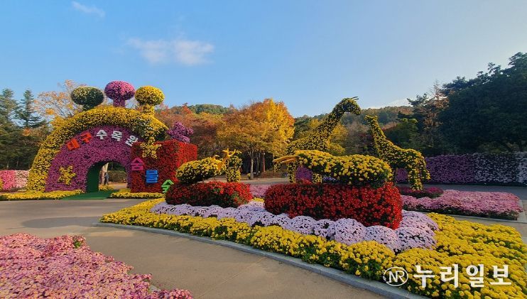 제24회 대구수목원 국화전시회