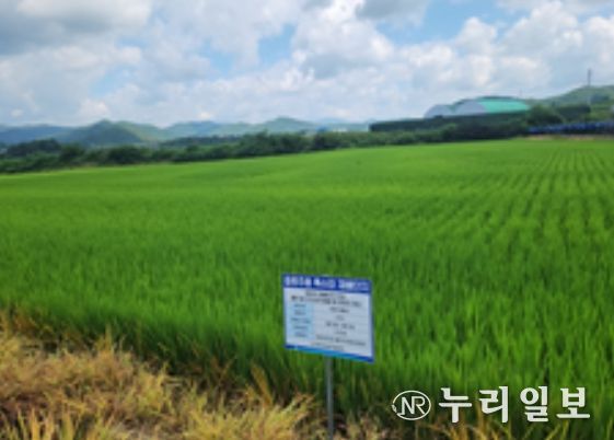 강원도 홍천의 ‘주향미’ 재배단지 전경