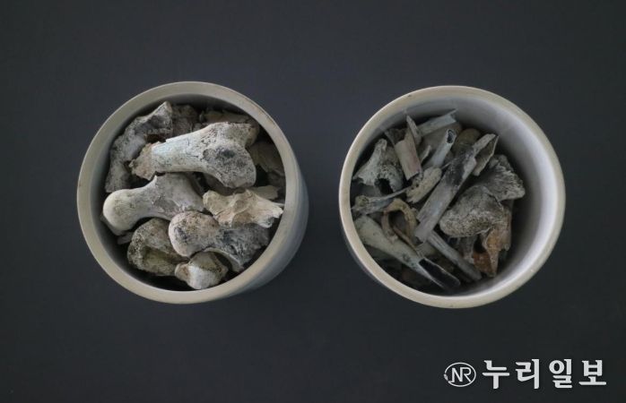 2005년 3월 경상북도 포항시 북구 흥해읍 도음산 정상에서 발굴한 국군 제8사단 10연대 소속의 고(故) 양이한 일병의 유해