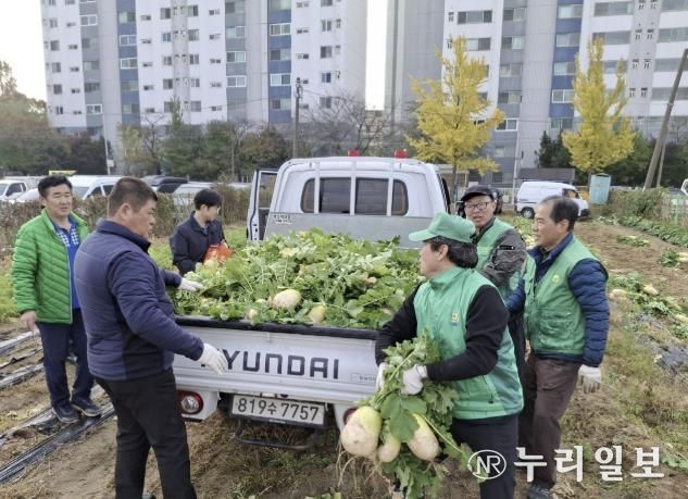 수원시 권선구 새마을지도자협의회, ‘사랑의 무’수확