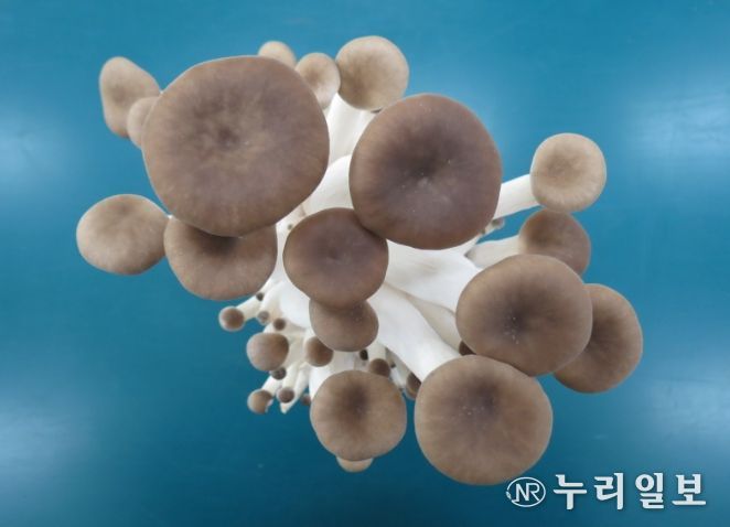 융합버섯 ‘새느’