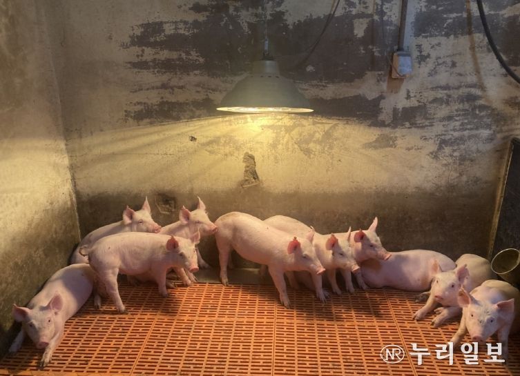 한파 대비 겨울철 축사관리