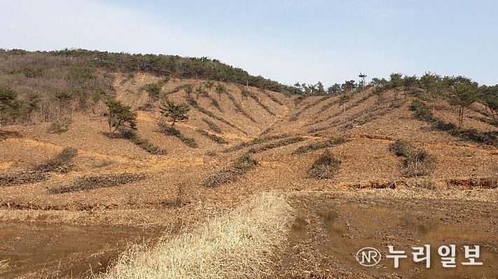 조림지 사진