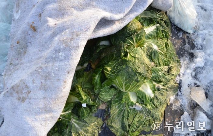 수확 중인 김장용 무·배추 한파 대비해야