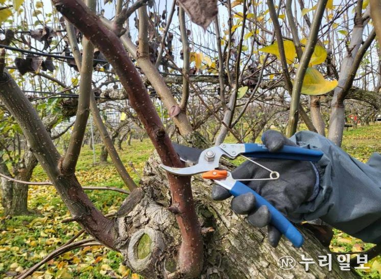 농기원, 궤양 제거·도구 소독 등 현장 준수 사항 강조