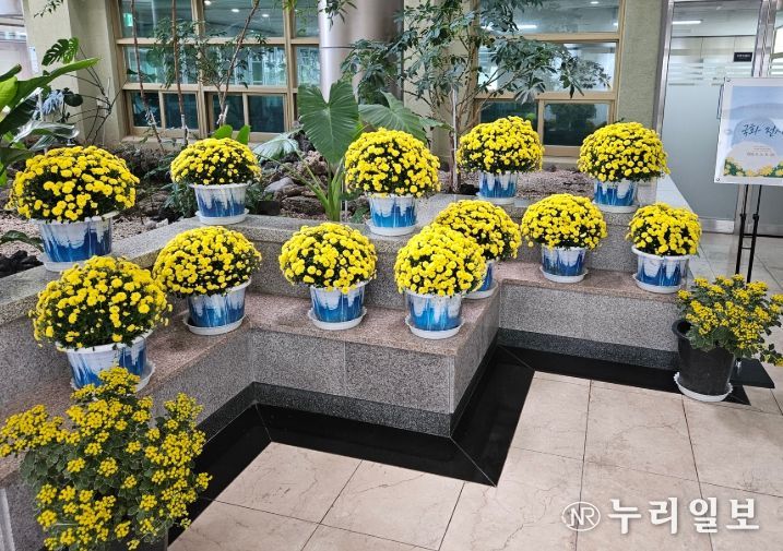 서귀포산과고 실습 국화 화분 전시