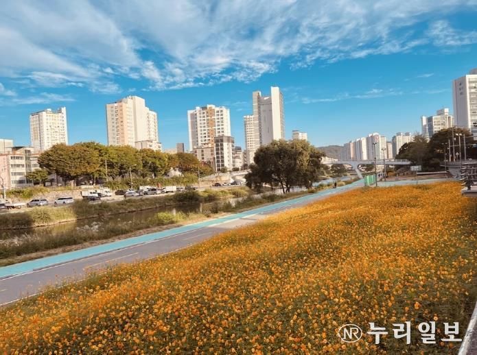 중랑천 황화 코스모스 꽃길