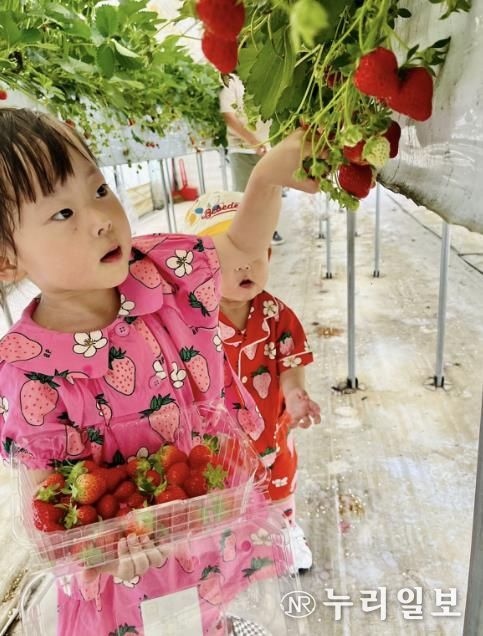 광주시, 올겨울 딸기 수확 체험 프로그램 운영