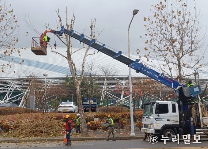 고양시 일산서구, 교통흐름 방해 가로수 전정 완료