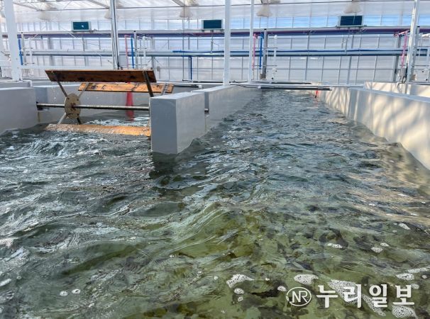 육상 김 양식(수로형 트랙 수조)