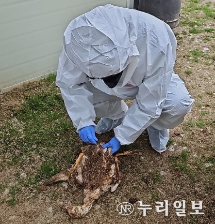 조류인플루엔자 폐사체 시료채취