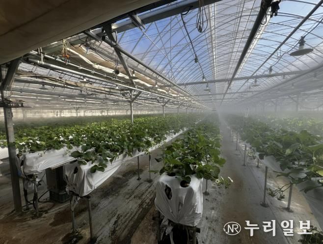 광주시, 선택형 맞춤 농정사업 추진…명품 농산물 육성 본격화