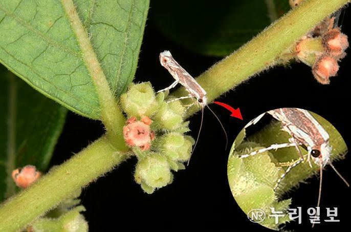 조도만두가는나방과 담갈색조도만두바구미