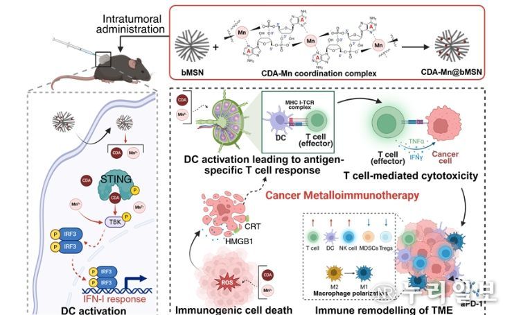 면역항암 한계 넘은 금속-면역치료 기술 개발
