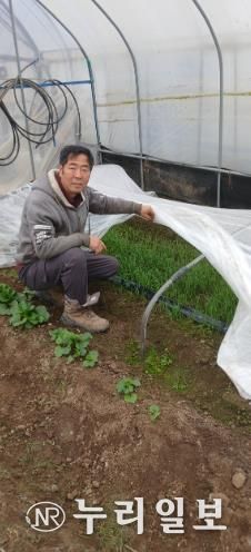 친환경농산물 사진-함평 정성욱 농가(유기농 냉이)