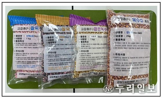 농업기술원 옥수수연구소 보급형 옥수수 품종