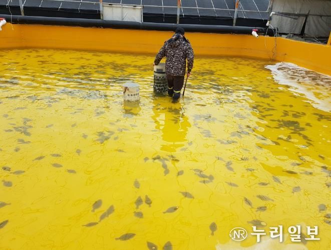 양식어가 사진 (넙치).