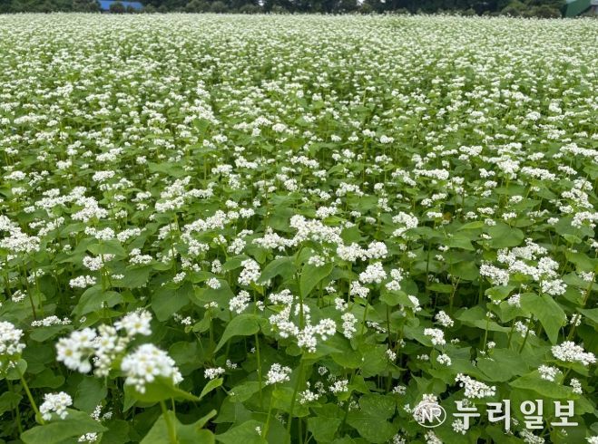 '양절'메밀 채종단지