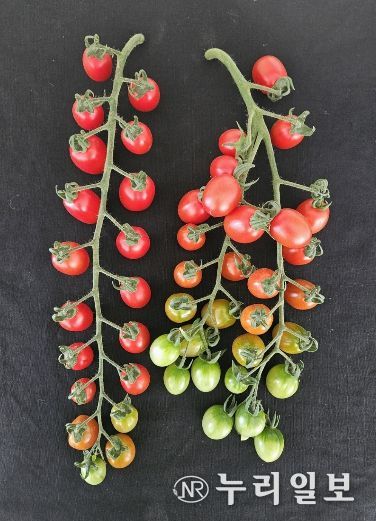 대추형 방울토마토 ‘나이스허니·나이스맥스’ 출원