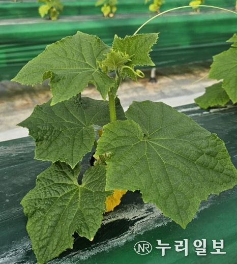 시설채소 최대 골칫거리 없앤다