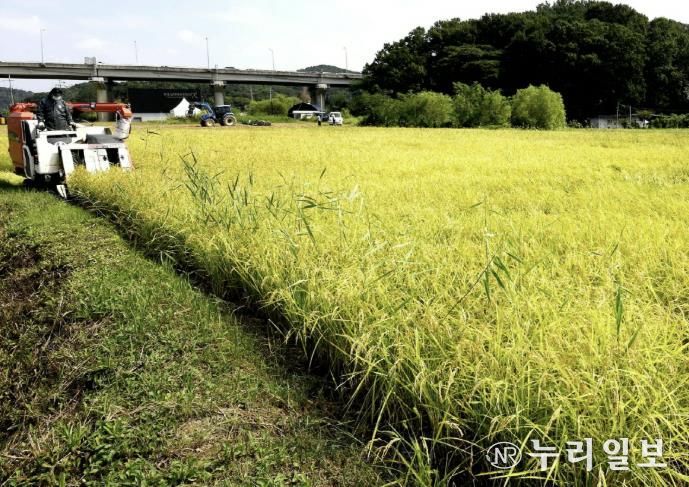 조생종 벼베기 현장