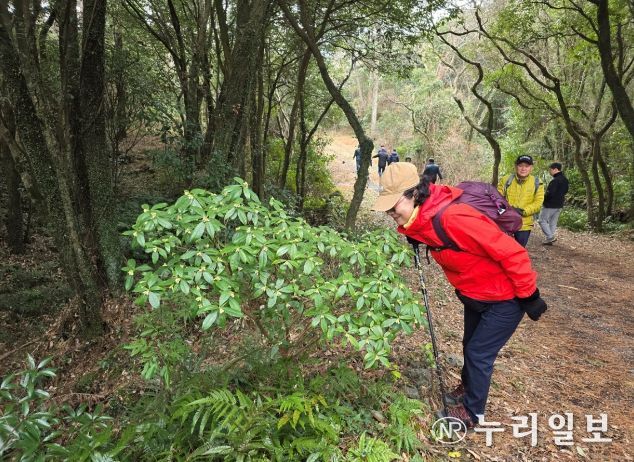 제주 백서향 탐방객 관람