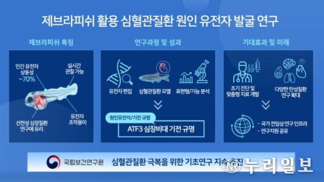 제브라피쉬 활용 심혈관질환 원인 유전자 발굴 연구