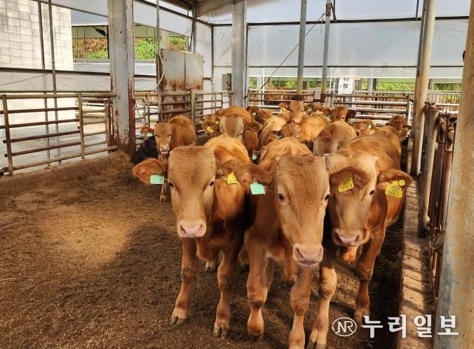 경기 한우 명품화