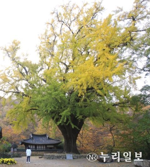 금성대군 넋 깃든 은행나무, 국가산림문화자산 추진