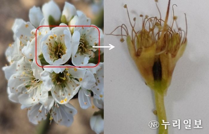 과수 봄철 개화기‘기상 변동’주의, 농가 피해 최소화 주력